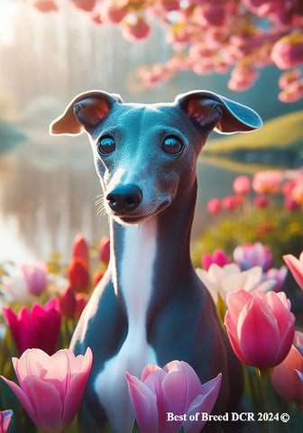 Italian Greyhound Blue -  Best of Breed DCR Spring House and Garden Flag
