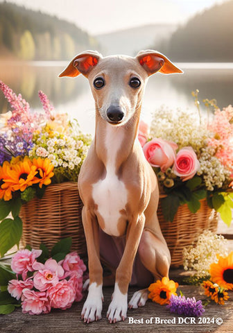 Italian Greyhound Fawn -  Best of Breed DCR Spring House and Garden Flag