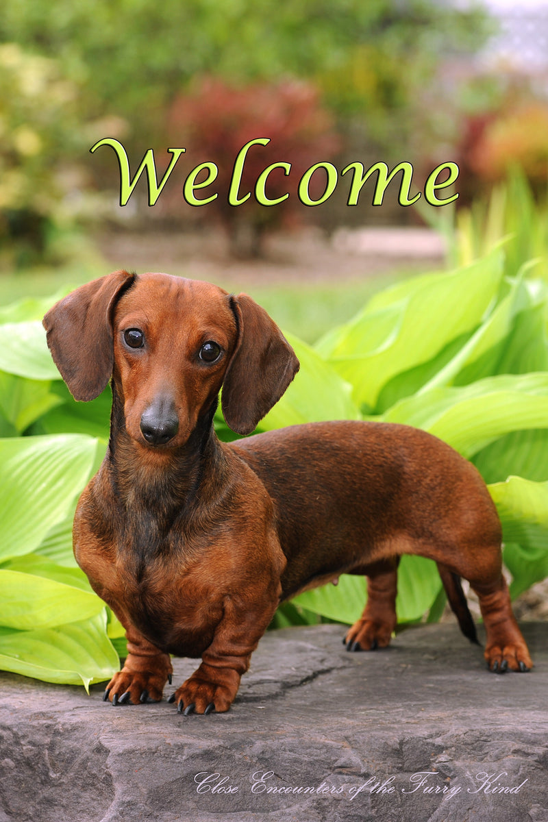 Dachshund Red Smooth - Close Encounters of the Furry Kind