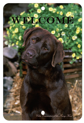 Chocolate Labrador - Best of Breed  Indoor/Outdoor Aluminum Sign 8" x 12"