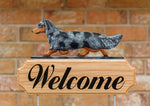 Dachshund Longhaired Blue Merle -  Michael Park Collection Dog in Gait Welcome Stake