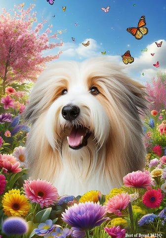 Bearded Collie Tan/White - Best of Breed  Spring Butterflies Outdoor House and Garden Flag