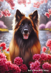 Belgian Tervuren -  Best of Breed DCR Spring House and Garden Flag