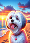 Coton De Tulear -  Best of Breed DCR Summer Sunset Outdoor House and Garden Flag