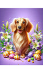 Dachshund Cream Longhaired  - Best of Breed DCR Easter Holiday    Outdoor House and Garden Flag