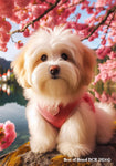 Havanese Cream -  Best of Breed DCR Spring House and Garden Flag