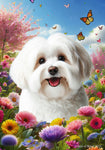 Havanese Cream - Best of Breed  Spring Butterflies Outdoor House and Garden Flag