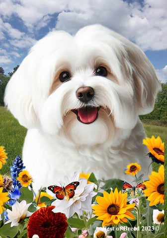 Havanese Cream - Best of Breed  Summer Fields Outdoor House and Garden Flag