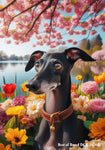 Italian Greyhound Black -  Best of Breed DCR Spring House and Garden Flag