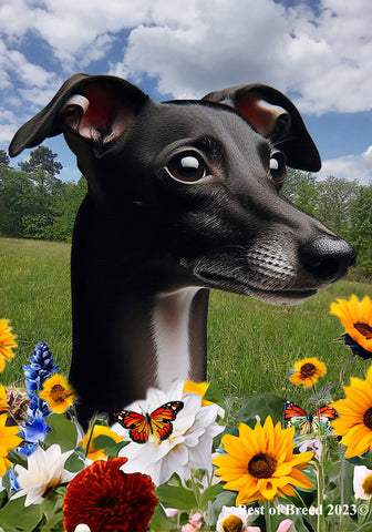 Italian Greyhound Black/White - Best of Breed  Summer Fields Outdoor House and Garden Flag