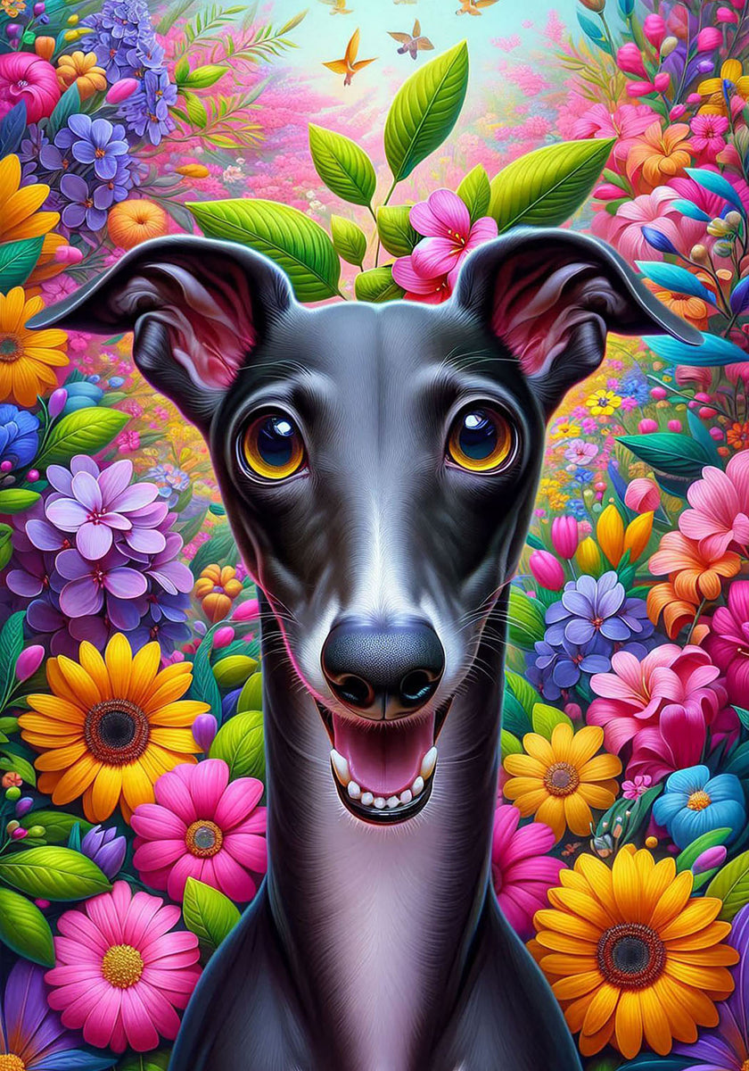 Italian Greyhound Black - Best of Breed DCR Spring II Outdoor House an