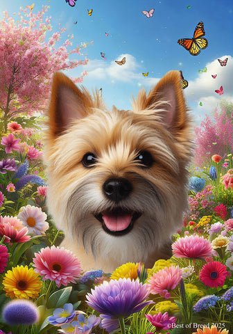 Norwich Terrier - Best of Breed  Spring Butterflies Outdoor House and Garden Flag