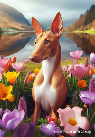 Pharoah Hound -  Best of Breed DCR Spring House and Garden Flag