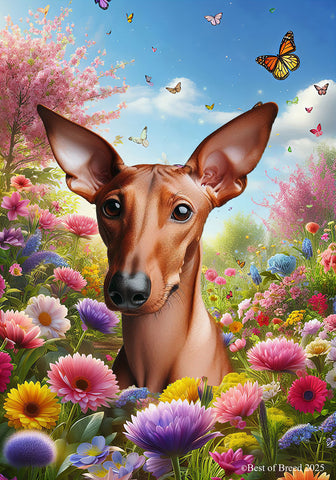 Pharoah Hound -  Best of Breed  Spring Butterflies Outdoor House and Garden Flag