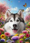 Siberian Husky Grey Blue Eyes - Best of Breed  Spring Butterflies Outdoor House and Garden Flag