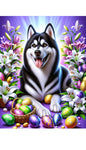 Siberian Husky Black/White - Best of Breed DCR Easter Holiday    Outdoor House and Garden Flag