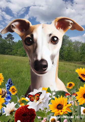 Whippet Fawn/White- Best of Breed  Summer Fields Outdoor House and Garden Flag