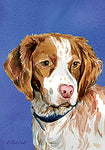 Brittany Spaniel - Best of Breed Outdoor Portrait Flag