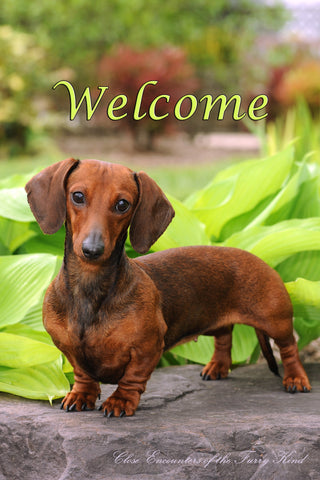 Dachshund Red Smooth - Close Encounters of the Furry Kind Welcome  House and Garden Flags