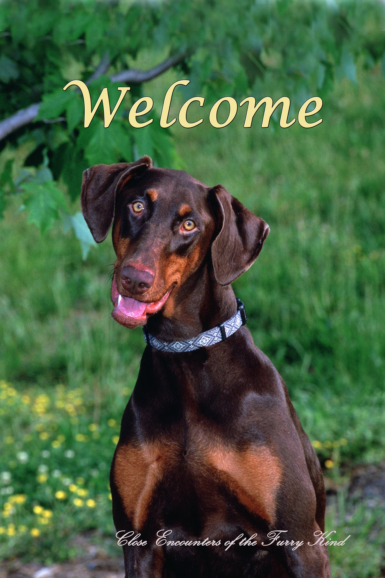 Doberman Uncropped - Close Encounters of the Furry Kind Welcome House