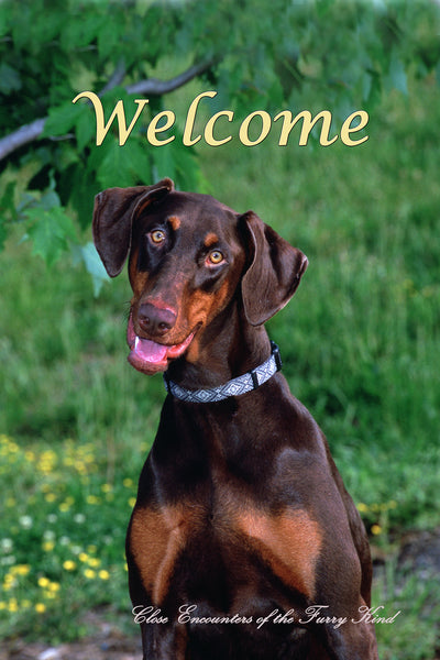 Doberman Uncropped - Close Encounters of the Furry Kind Welcome House