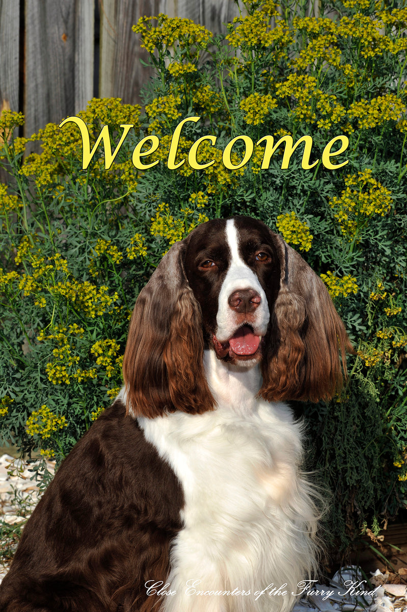 Springer Spaniel - Close Encounters of the Furry Kind Welcome House an