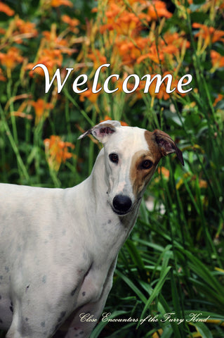 Greyhound - Close Encounters of the Furry Kind Welcome  House and Garden Flags