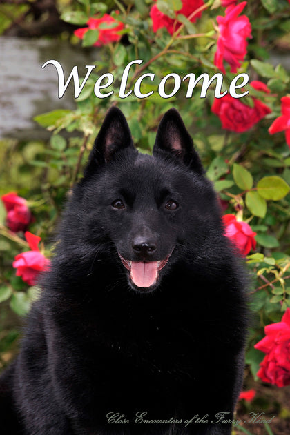 Schipperke - Close Encounters of the Furry Kind Welcome  House and Garden Flags