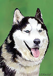Siberian Husky Grey - Best of Breed Outdoor Portrait Flag