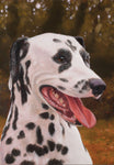 Dalmatian - Best of Breed Portrait   Outdoor Flag
