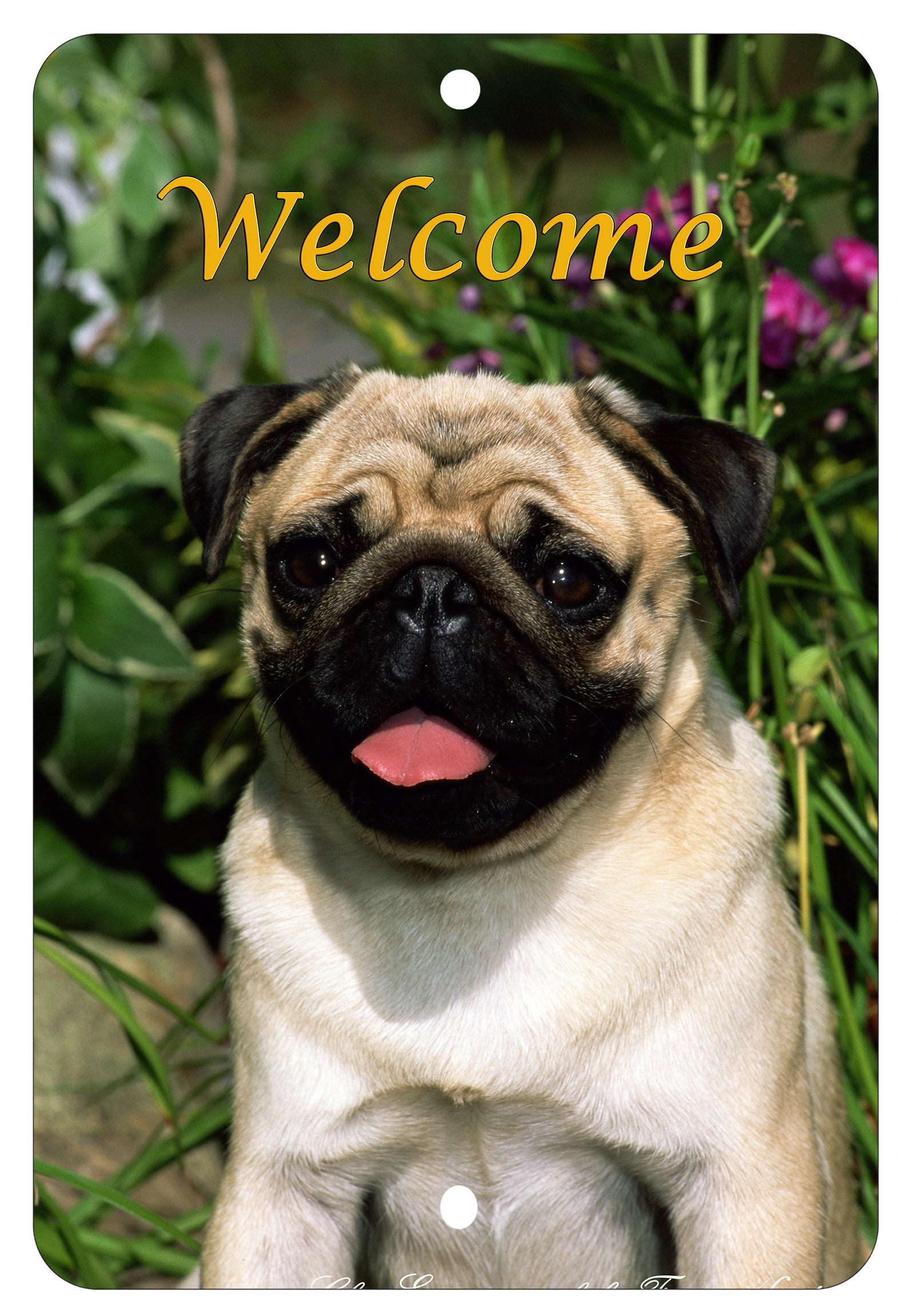 Pug Fawn - Best of Breed Indoor/Outdoor Aluminum Sign 8