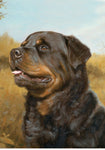 Rottweiler- Best of Breed Portrait   Outdoor Flag