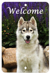 Siberian Husky - Best of Breed  Indoor/Outdoor Aluminum Sign 8" x 12"
